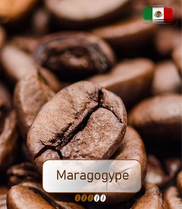Maragogype Premium Kaffee bestellen bei Ihrem Online Kaffeehändler